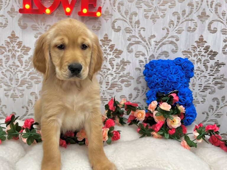 Brady - Golden Retriever