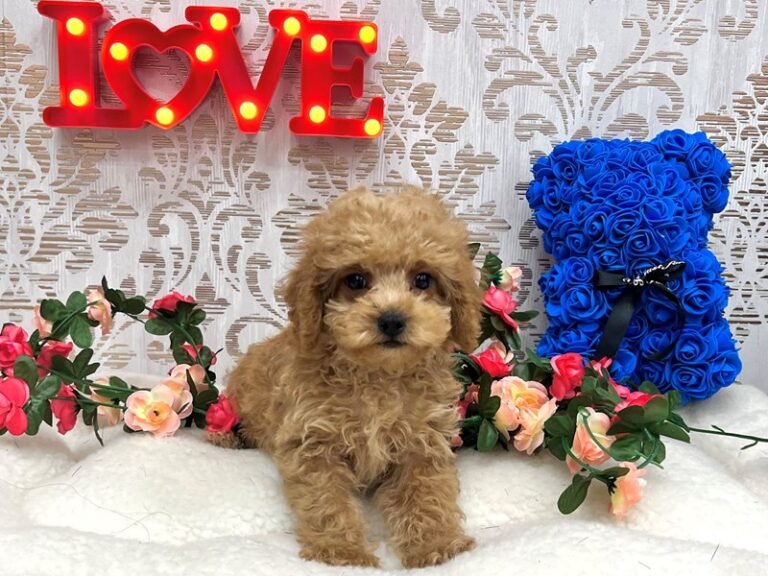 Alex - Labradoodle Mini 2nd Gen