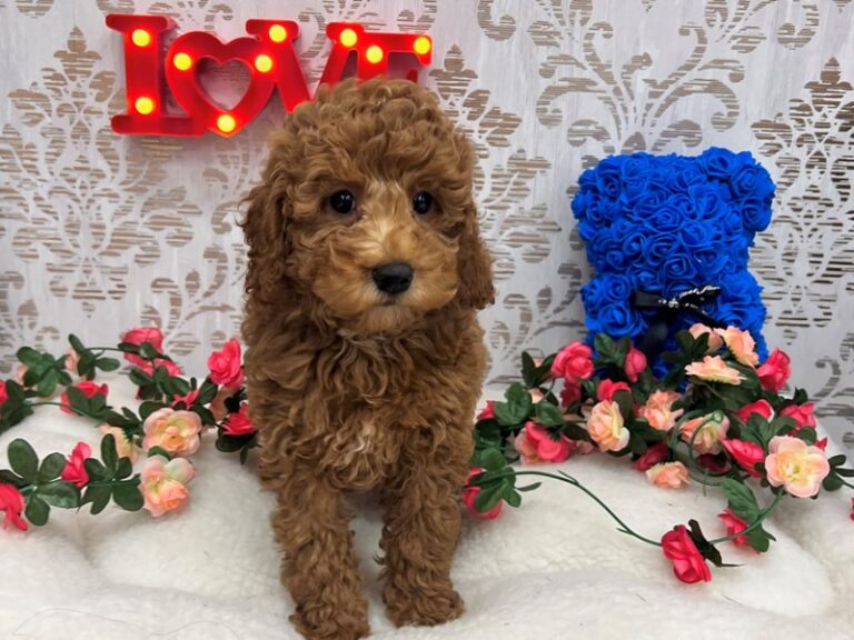Niko - Irishdoodle Mini