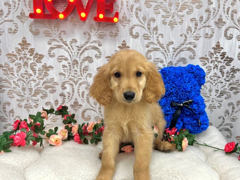 Archer - Golden Retriever