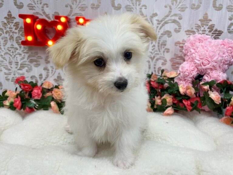 Elsie - Pomapoo