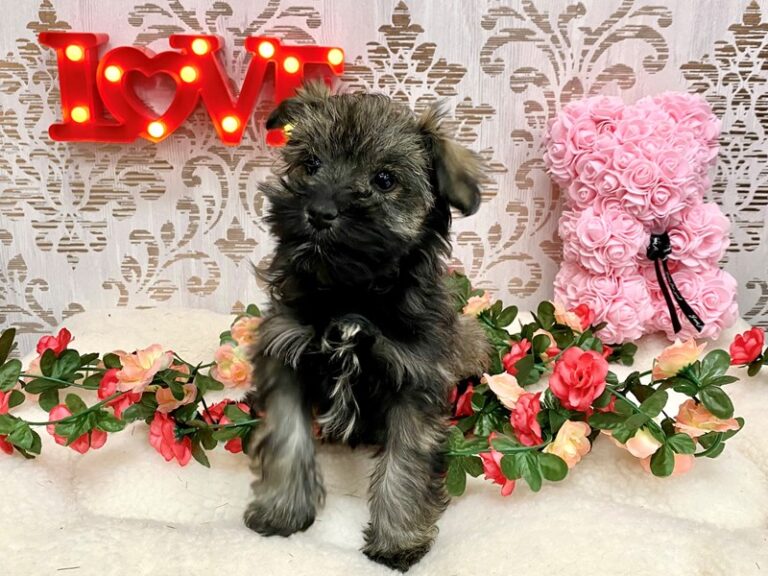 Shelby - Miniature Schnauzer