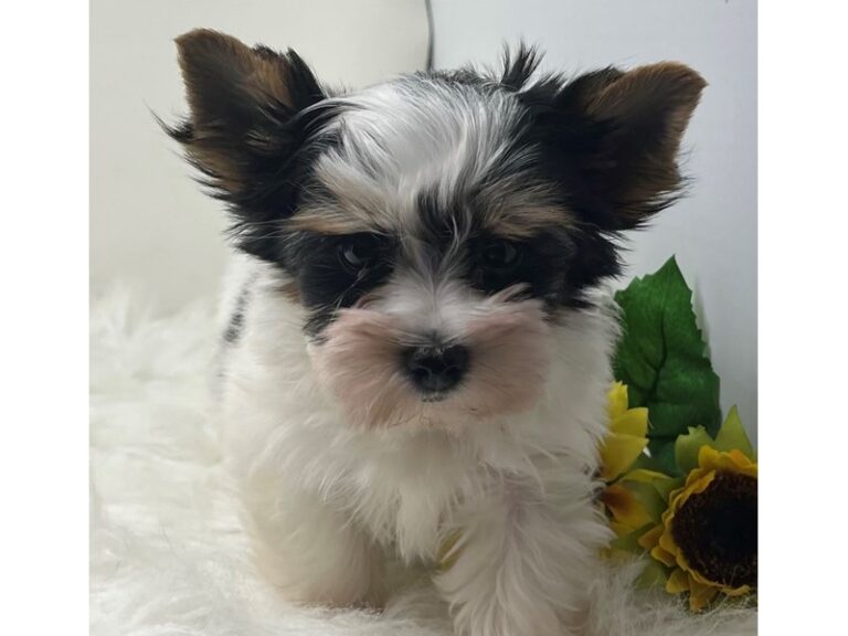 Julia - Biewer Yorkshire Terrier