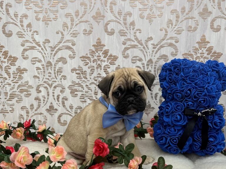 Freddy - Bulldog/Pug