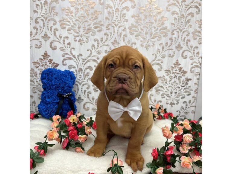 Brutis - Dogue De Bordeaux