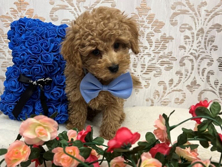 Nash - Labradoodle Mini 2nd Gen