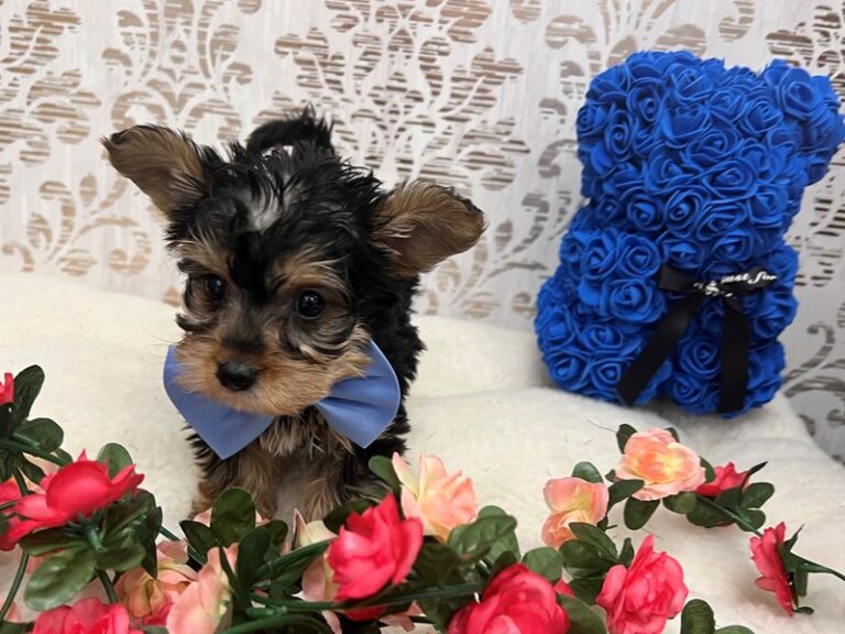 Yorkipoo - Yorkipoo