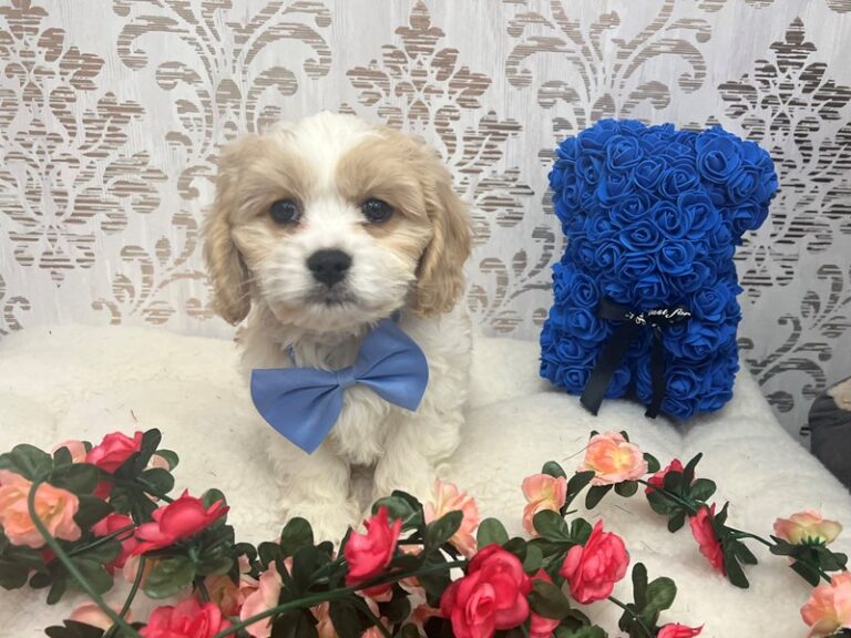 Andy - Cavachon