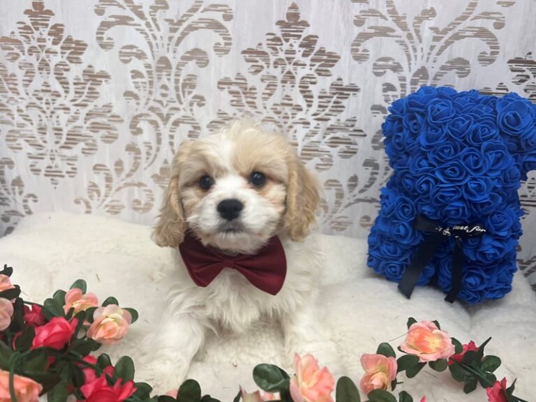 Buzz - Cavachon