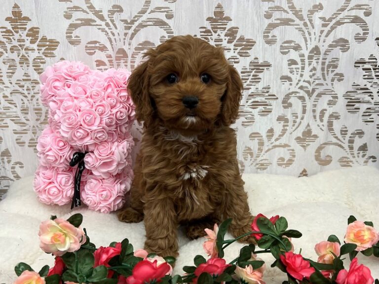 Janie - Cockapoo
