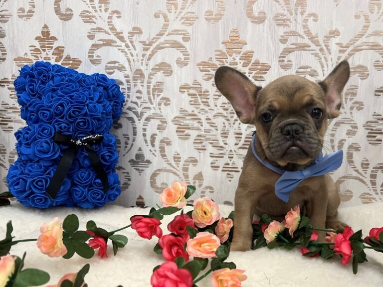 Bowser - French Bulldog