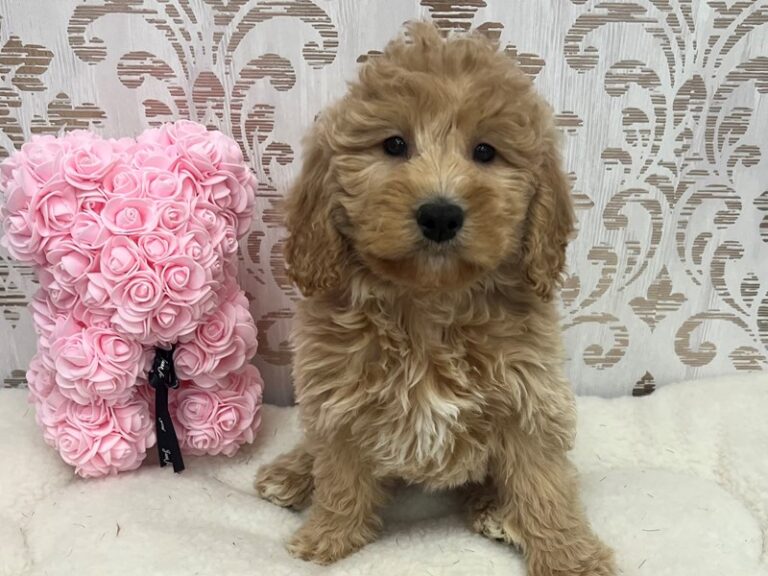 Charlotte - Goldendoodle Mini