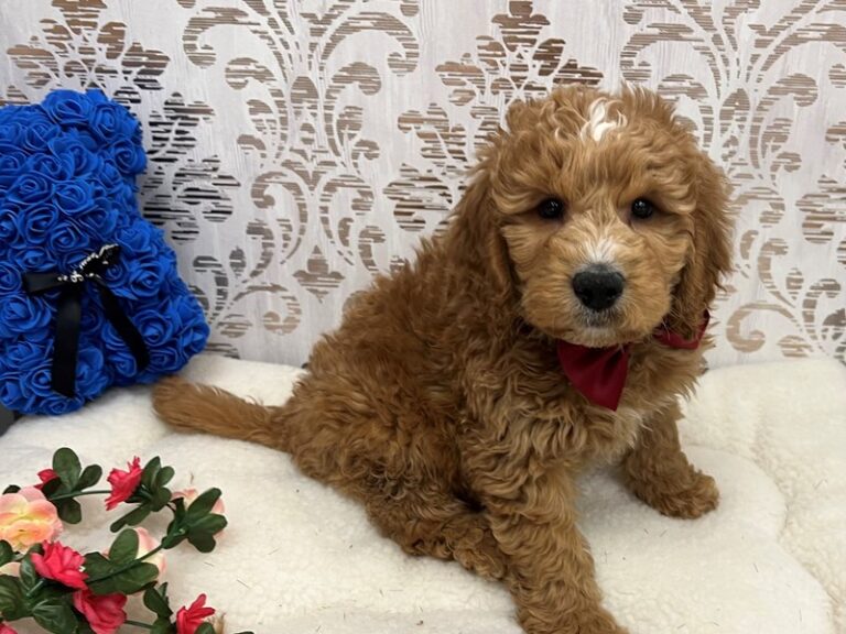 Harrison - Goldendoodle Mini