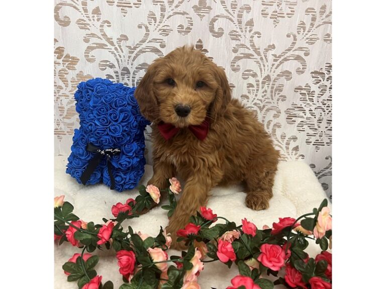Sully - Goldendoodle Mini