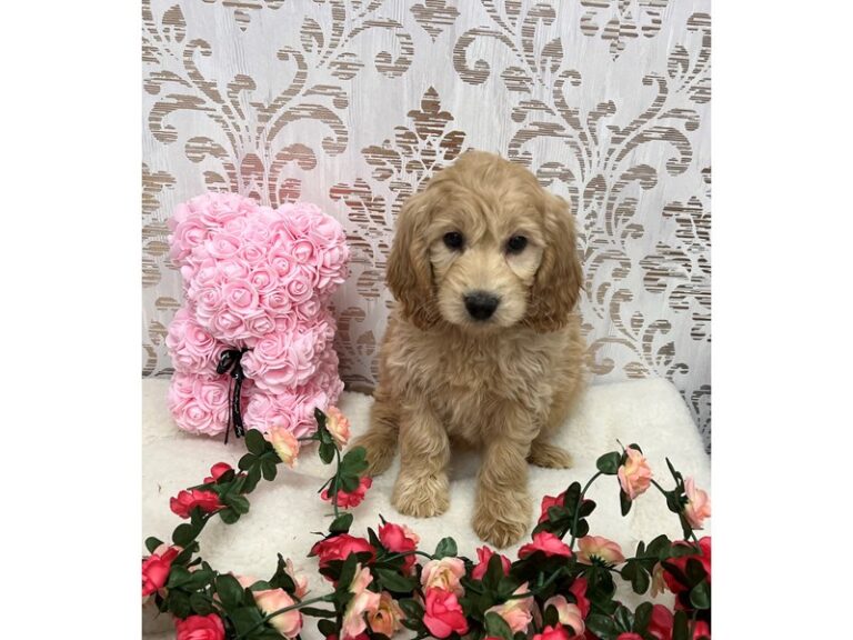 Bianca - Goldendoodle Mini
