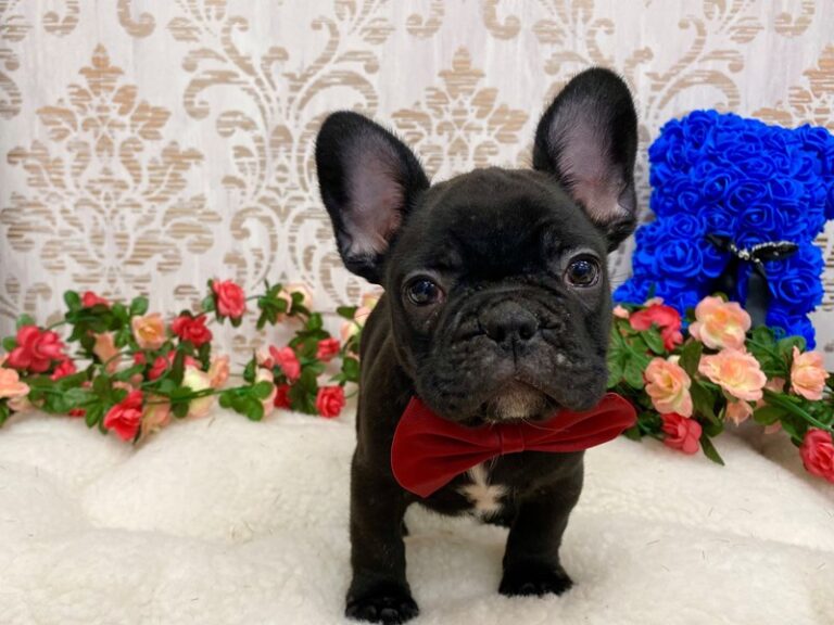 Gordon - French Bulldog
