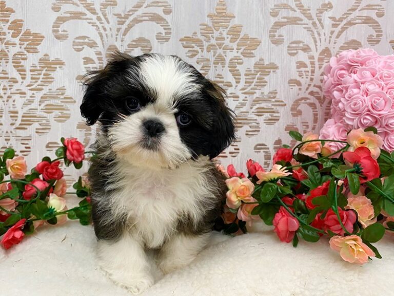 Izzy - Shih Tzu