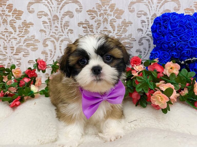 Roger - Shih Tzu