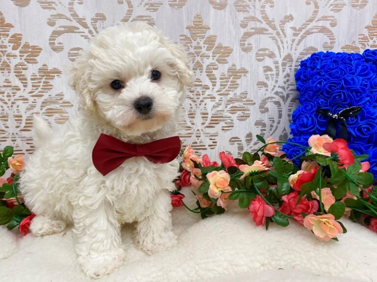 Barry - Maltipoo