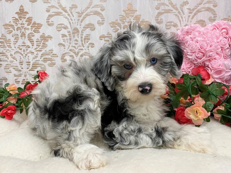Priscilla - Sheepadoodle Mini
