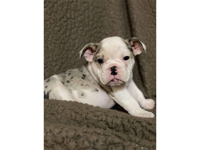 Junie - English Bulldog