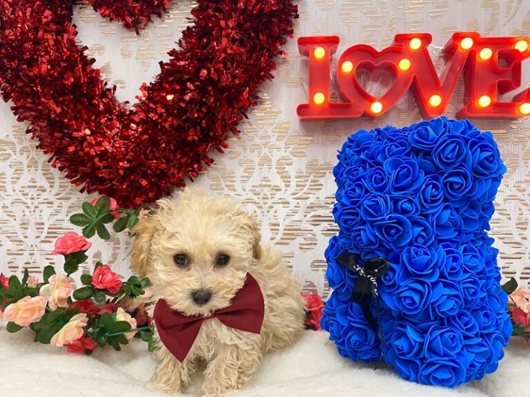 Dudley - Bichonpoo