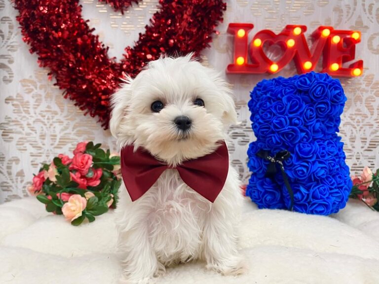 Murphy - Maltese