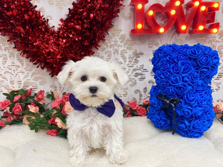 Simon - Maltese
