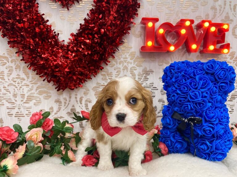 Roy - Cavalier King Charles Spaniel