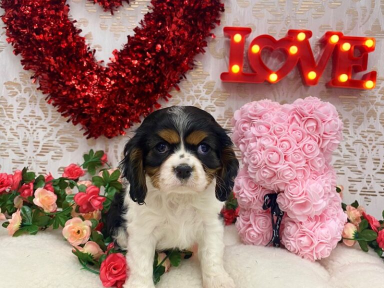 Cavalier King Charles Spaniel - Cavalier King Charles Spaniel