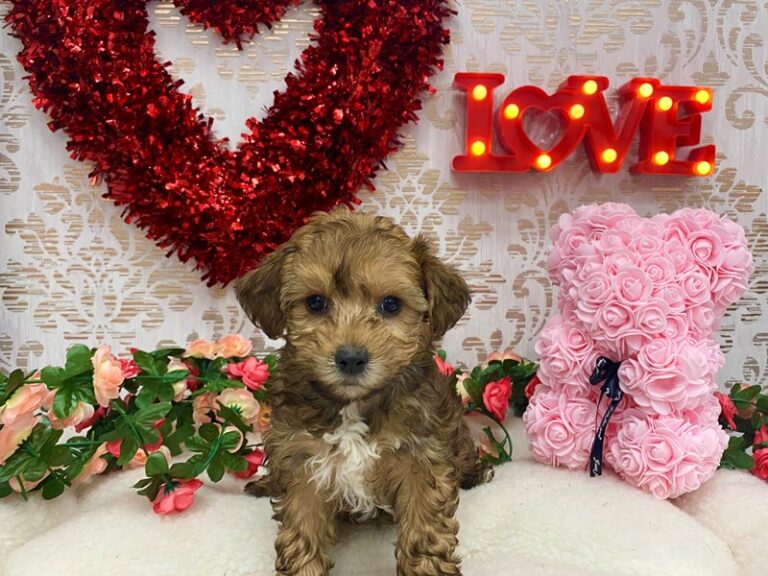 Millie - Yorkipoo