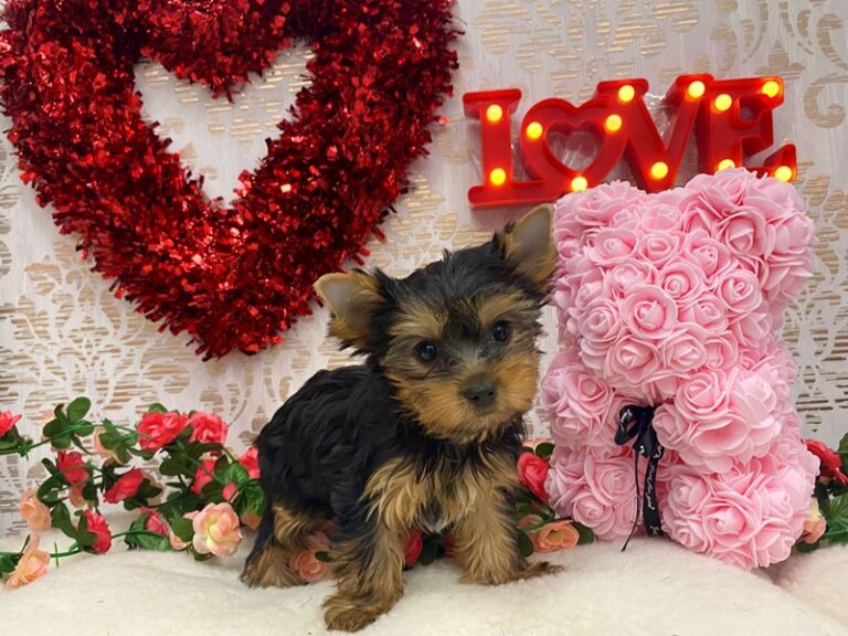 Patsy - Yorkshire Terrier