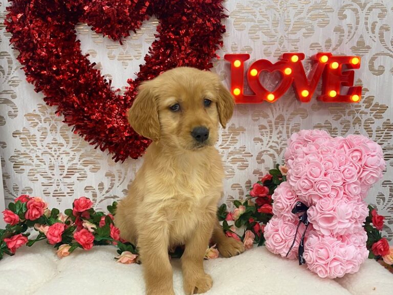 Kit - Golden Retriever