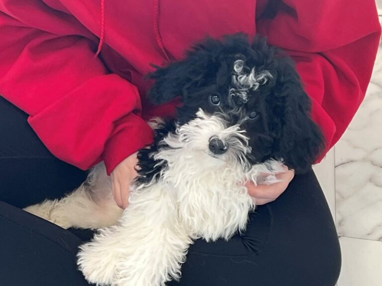 Winnie - Sheepadoodle Mini