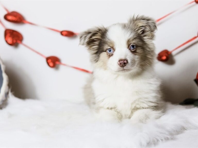 Mini Australian Shepherd - Mini Australian Shepherd