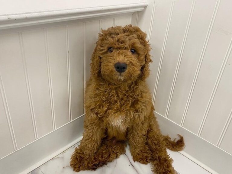 Cosmo - Mini Goldendoodle