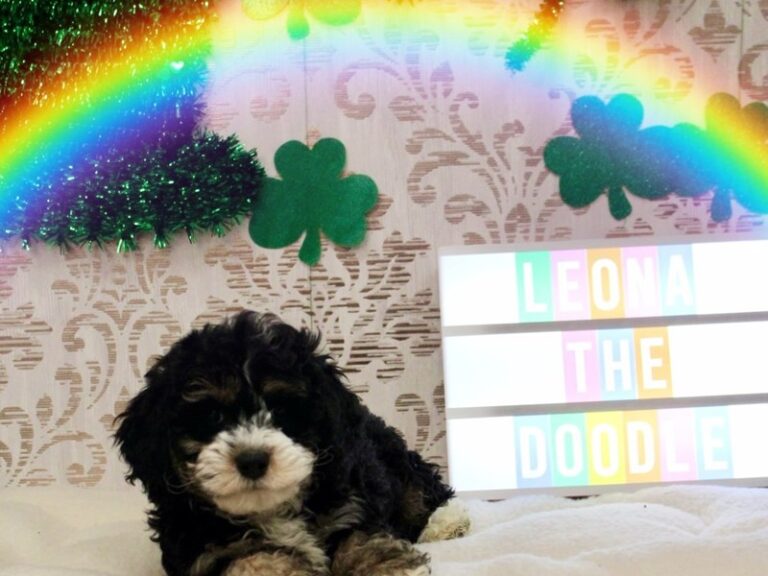 Leona - Bernedoodle Mini 2nd Gen