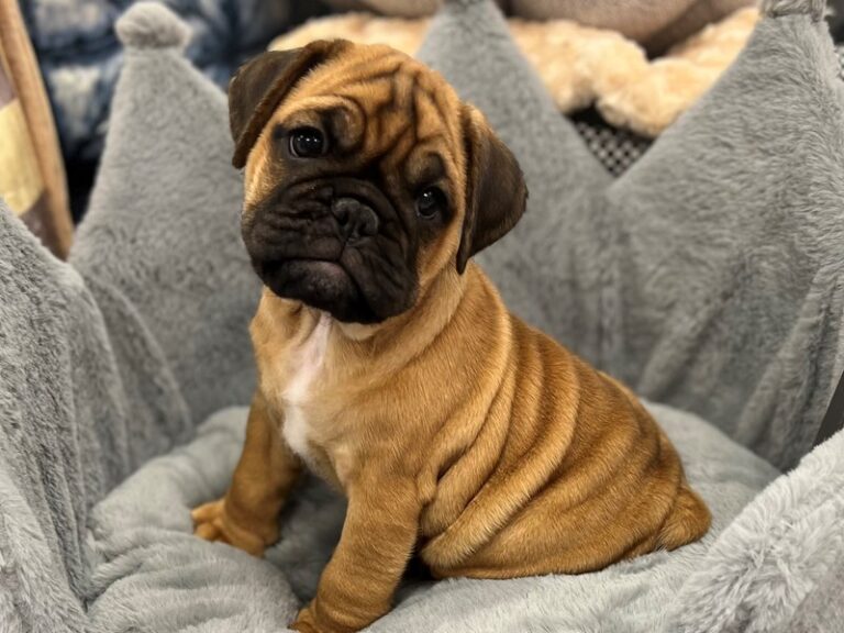 Mini Bulldog - Mini Bulldog