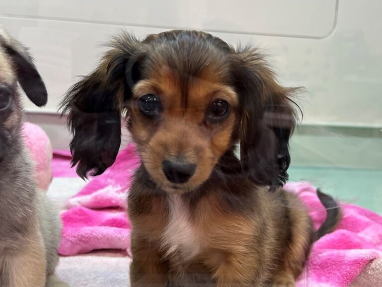 Lucy - Dachshund