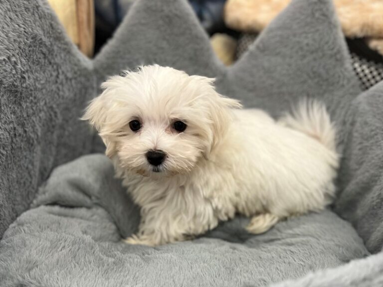 Dale - Maltese