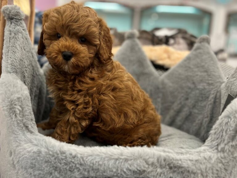 Auggie - Cavapoo