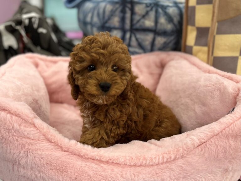 Ellie - Cavapoo