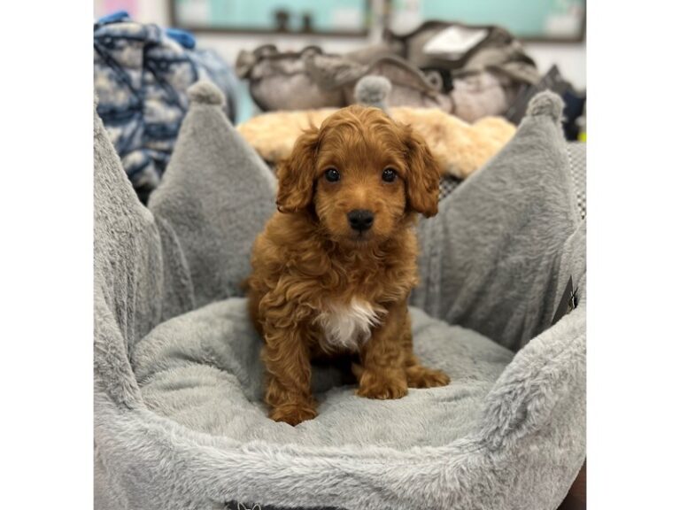 Labradoodle Mini 2nd Gen - Labradoodle Mini 2nd Gen