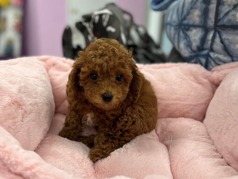 Labradoodle Mini 2nd Gen - Labradoodle Mini 2nd Gen