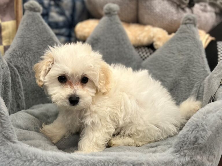 Flynn - Maltipoo