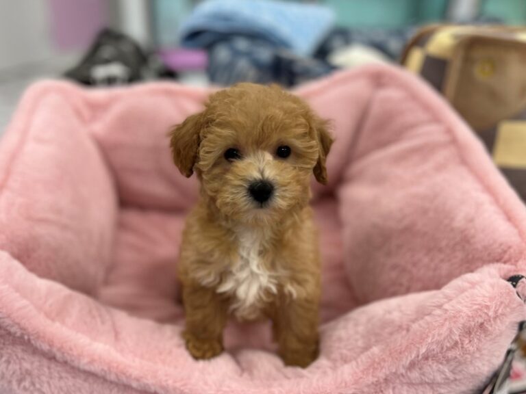 Audrey - Maltipoo