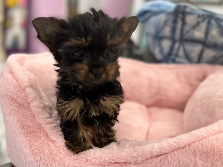 Frida - Yorkshire Terrier
