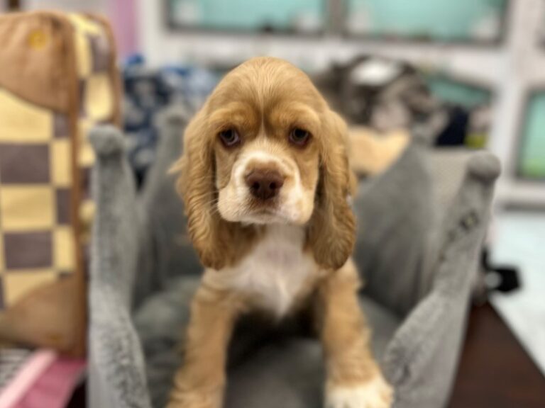 Nolan - Cocker Spaniel