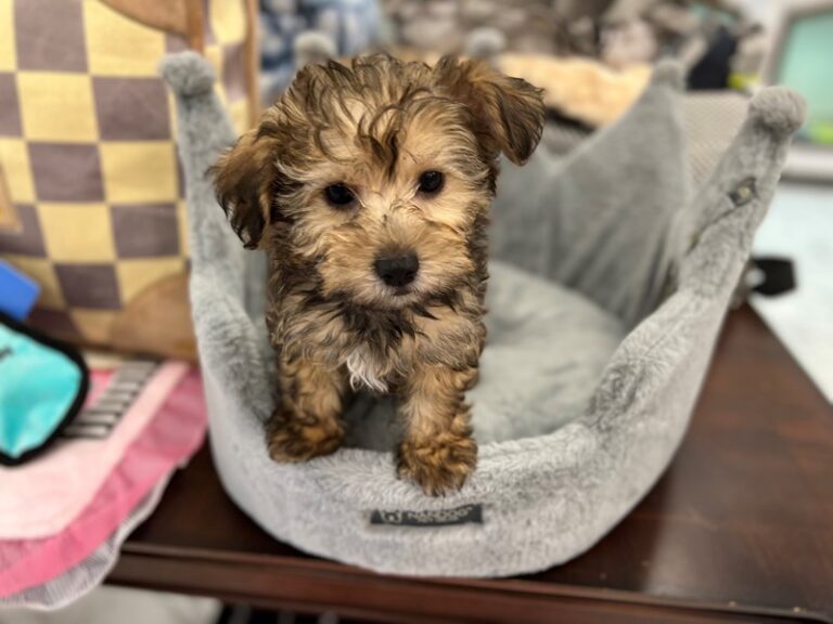 Calvin - Yorkipoo