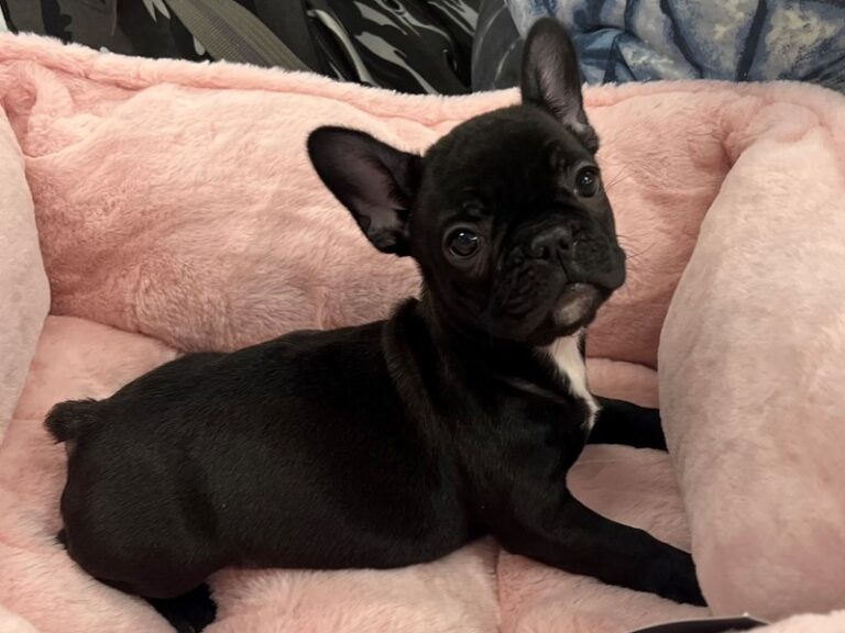Clarabelle - French Bulldog